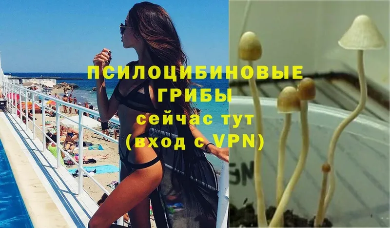 ОМГ ОМГ сайт  Сокол  Псилоцибиновые грибы Psilocybe 